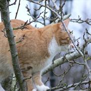 Blanding af racer ~ Aske <3