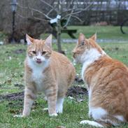 Blanding af racer ~ Aske <3