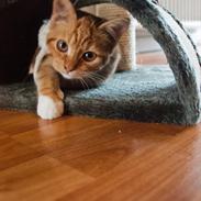 Blanding af racer Pixi