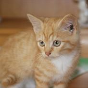 Blanding af racer Pixi