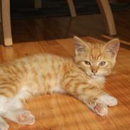 Blanding af racer Pixi