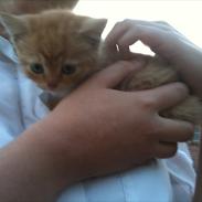 Blanding af racer Pixi