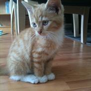 Blanding af racer Pixi