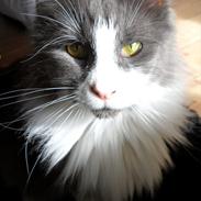 Maine Coon Jasmin