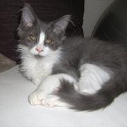 Maine Coon Jasmin