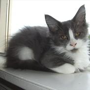 Maine Coon Jasmin