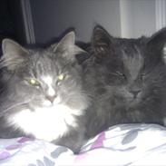 Norsk Skovkat Carlos