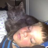 Norsk Skovkat Carlos