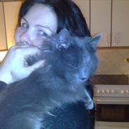 Norsk Skovkat Carlos