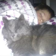 Norsk Skovkat Carlos