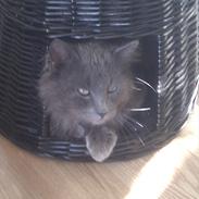 Norsk Skovkat Carlos