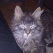 Maine Coon Magni