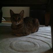 Blanding af racer Macy E. Landgreen