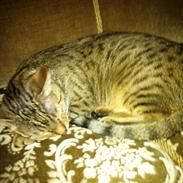 Blanding af racer Macy E. Landgreen