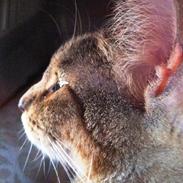 Blanding af racer Macy E. Landgreen