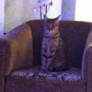 Blanding af racer Macy E. Landgreen