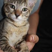 Cornish Rex Pixiepaws Buick Invicta *Tekop*