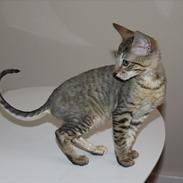 Cornish Rex Pixiepaws Buick Invicta *Tekop*