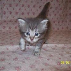 Maine Coon DK Annbas Sylvester