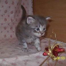 Maine Coon DK Annbas Sylvester