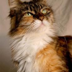 Maine Coon Twist