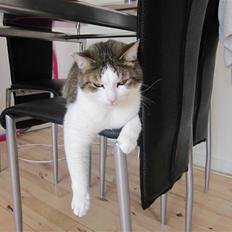 Blanding af racer Bellis