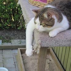 Blanding af racer Bellis