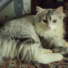 Norsk Skovkat Misha mi amore <3