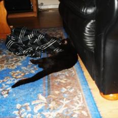 Blanding af racer Cirkeline