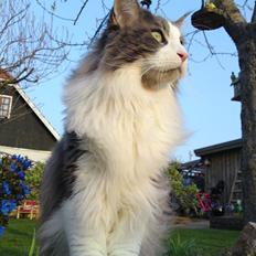 Maine Coon Tiger