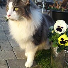 Maine Coon Tiger