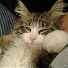 Blanding af racer /Maine Coon Fiona