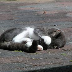 Blanding af racer Molly <3 Løbet væk