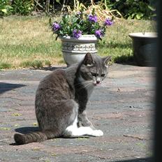 Blanding af racer Molly <3 Løbet væk