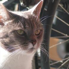 Blanding af racer Molly <3 Løbet væk