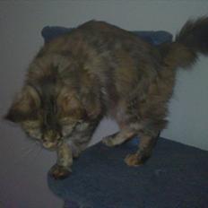 Maine Coon Piña Colada