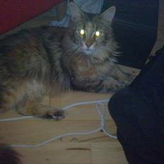 Maine Coon Piña Colada