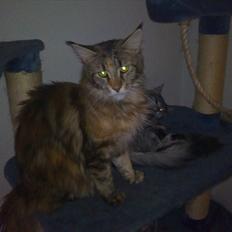 Maine Coon Piña Colada