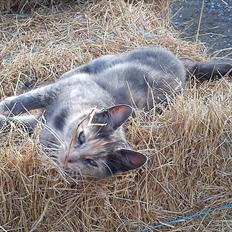 Blanding af racer Pjuske