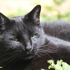 Blanding af racer Hugo Boss