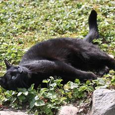 Blanding af racer Hugo Boss