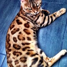 Bengal R.I.P. Captain 