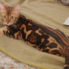 Bengal Bella