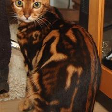 Bengal Bella