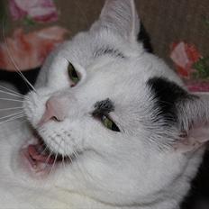 Huskat Kaninskind *20.07 2004*