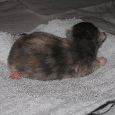 Blanding af racer Flora