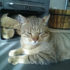 Blanding af racer Cocio