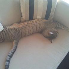 Blanding af racer Cocio