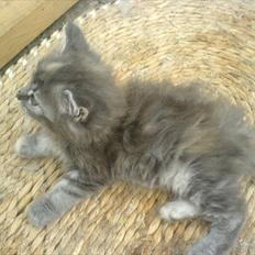 Blanding af racer Kayla