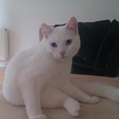 Norsk Skovkat Sigurd